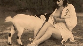Classic American Taboo: Vintage Pornographic Film Featuring Female Genitalia And Pet Grooming